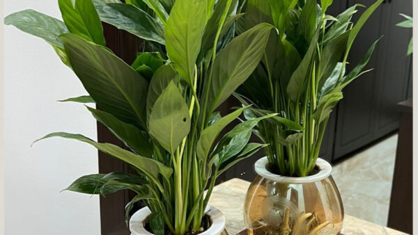 Elegant Potted Plants